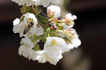 Neuenhagen  Deutschland  Honigbiene sammelt Pollen aus einer weissen Kirschbluete