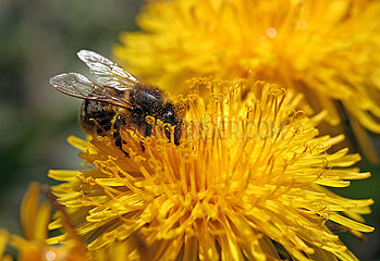 Neuenhagen  Deutschland  Honigbiene sammelt Pollen aus einer Loewenzahnbluete