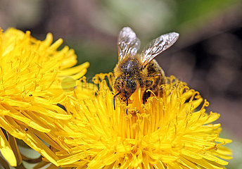 Neuenhagen  Deutschland  Honigbiene sammelt Pollen aus einer Loewenzahnbluete