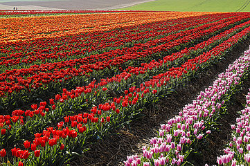 Tulpen bluehen auf Tulpenfeld  Grevenbroich  Nordrhein-Westfalen  Deutschland
