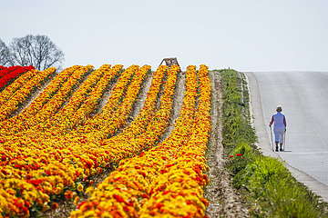 Tulpen bluehen auf Tulpenfeld  Grevenbroich  Nordrhein-Westfalen  Deutschland