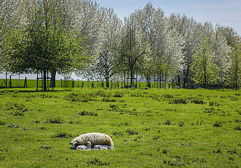 Schaf mit Laemmern auf der Wiese  Grevenbroich  Nordrhein-Westfalen  Deutschland