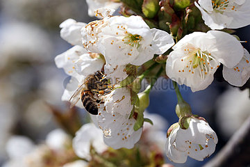 Berlin  Deutschland  Honigbiene sammelt Pollen aus einer weissen Kirschbluete