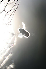 Berlin  Deutschland  Wildbiene fliegt im Gegenlicht auf ein Drahtgeflecht zu