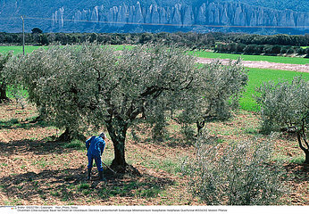 CULTURE OLIVE OLIVE CULTIVATION