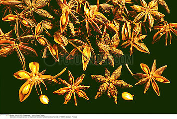 ANIS ETOILE PLANTE MEDICINALE STAR ANISE MEDICINAL PLANT