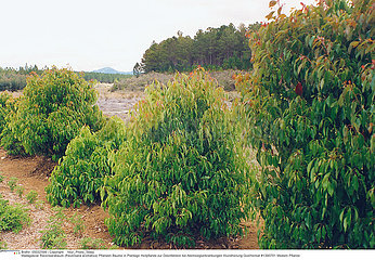 CAMPHRIER PLANTE MEDICINALE CAMPHOR TREE MEDICINAL PLANT