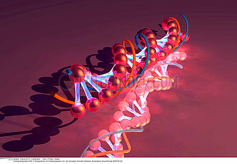 GENETIQUE ADN
GENETICS DNA