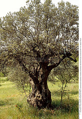 OLIVIER PLANTE MEDICINALE OLIVE TREE MEDICINAL PLANT