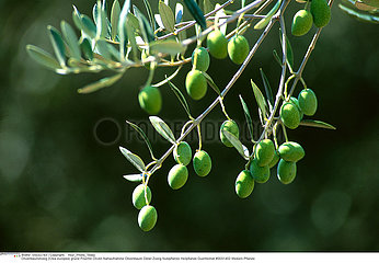 OLIVIER PLANTE MEDICINALE OLIVE TREE MEDICINAL PLANT