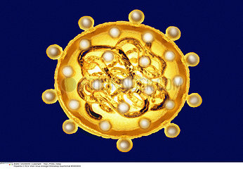 HEPATITE C VIRUS HEPATITIS C VIRUS