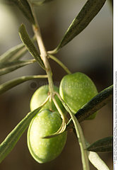 OLIVIER PLANTE MEDICINALE OLIVE TREE