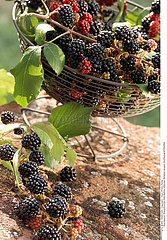 FRUIT MURE MULBERRY