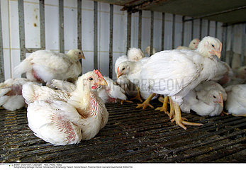 VOLAILLE ELEVAGEINDUSTRIALLY RAISED POULTRY