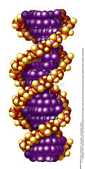 GENETIQUE ARN!!GENETICS  RNA
