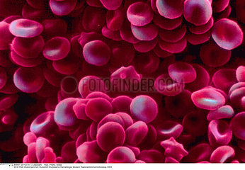 HEMATIE!!RED BLOOD CORPUSCLE