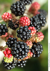 FRUIT MURE MULBERRY