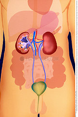 APPAREIL URINAIRE DESSIN!!URINARY SYSTEM  DRAWING