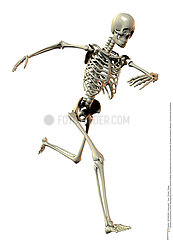 Skelett laufend / Skeleton running