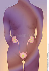APPAREIL URINAIRE DESSIN!!URINARY SYSTEM  DRAWING