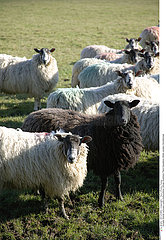 MOUTON ELEVAGE!!SHEEP FARM