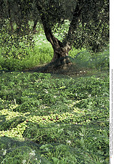 CULTURE OLIVE!!OLIVE TREE PLANTATION