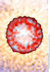 HEPATITE C VIRUS!!HEPATITIS C VIRUS