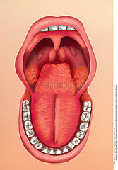 BOUCHE DESSIN!!MOUTH  DRAWING