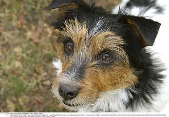 CHIEN JACK RUSSELL TERRIER!DOG  JACK RUSSELL TERRIER