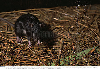 SURMULOT!BROWN RAT