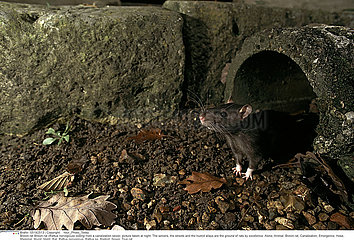 SURMULOT!BROWN RAT
