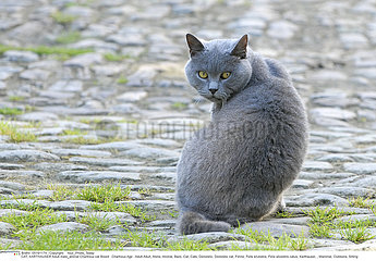 CHAT CHARTREUX!CAT  KARTHAUSER
