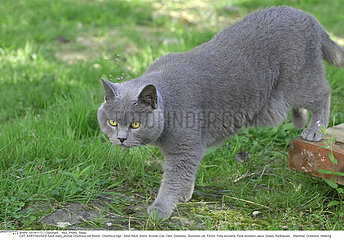 CHAT CHARTREUX!CAT  KARTHAUSER