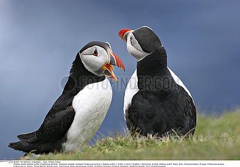 MACAREUX MOINE!ATLANTIC PUFFIN