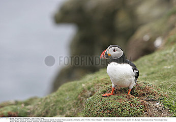 MACAREUX MOINE!ATLANTIC PUFFIN