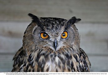 GRAND DUC D'EUROPE!EURASIAN EAGLE OWL