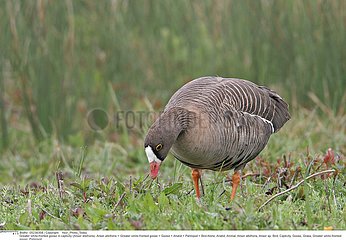 OIE RIEUSE!GREATER WHITE-FRONTED GOOSE