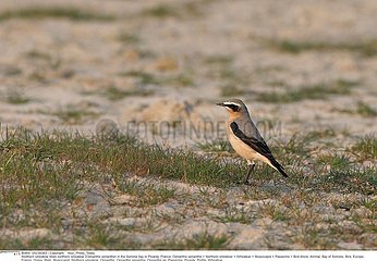 TRAQUET MOTTEUX!NORTHERN WHEATEAR