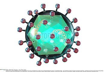 HEPATITE B VIRUS DESSIN!HEPATITIS B VIRUS  DRAWING