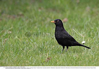 MERLE NOIR!EURASIAN BLACKBIRD
