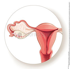 CYCLE OVARIEN DESSIN!OVARIAN CYCLE  DRAWING