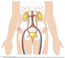 APPAREIL URINAIRE DESSIN!URINARY SYSTEM  DRAWING
