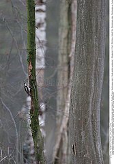 PIC EPEICHE!GREAT SPOTTED WOODPECKER