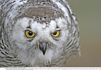 HARFANG DES NEIGES!SNOWY OWL