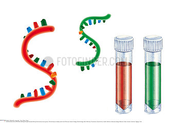 GENETIQUE ADN!!GENETICS  DNA