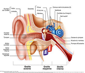 OREILLE DESSIN!EAR  DRAWING