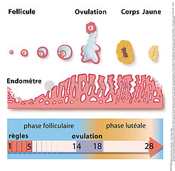 primordial follicle  primary follicle  secondary follicle and tertiary follicle)  ovulation (day 14