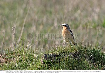 TRAQUET MOTTEUX!NORTHERN WHEATEAR