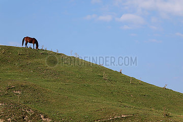 Zegani  Georgien  Pferd grast im Gebirge an einem Hang