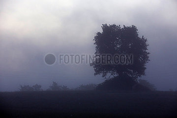 Torre Alfina  Italien  Baum ist von Nebel umhuellt
